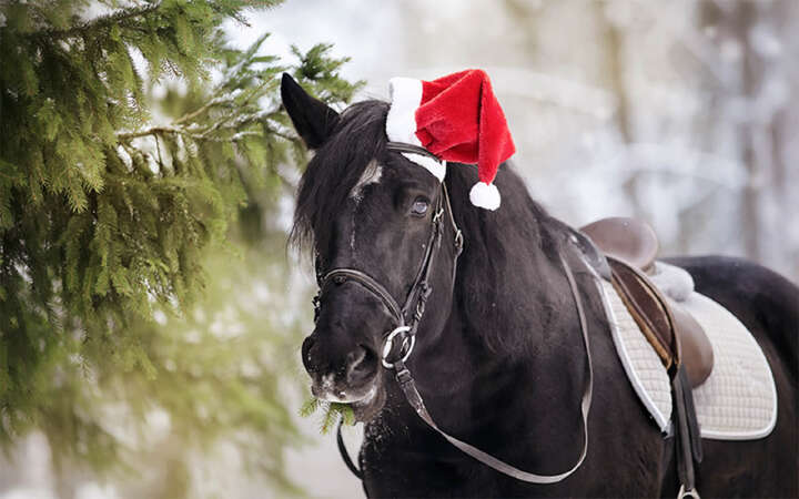schwarzer pferd traegt weihnachtsmuetze 800x500